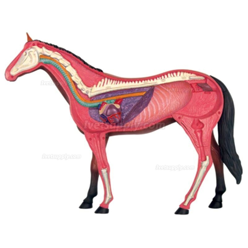 Horse Animal Organ Anatomy 4D Model Medical Teaching Animal Anatomical Models